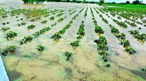 Unseasonal Rain Damage
