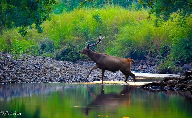 Bor Wildlife Sanctuary